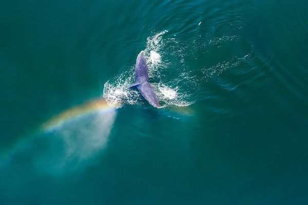 Alaska-Aerial view rainbow and mist above diving Humpback Whale on Frederick Sound